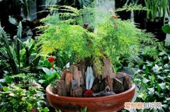 图 文竹冬天怎么养 怎么浇水