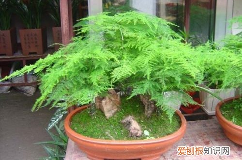 图 文竹冬天怎么养 怎么浇水