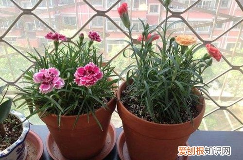 图 康乃馨冬天怎么养 怎么浇水