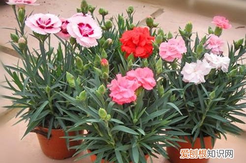 图 康乃馨冬天怎么养 怎么浇水