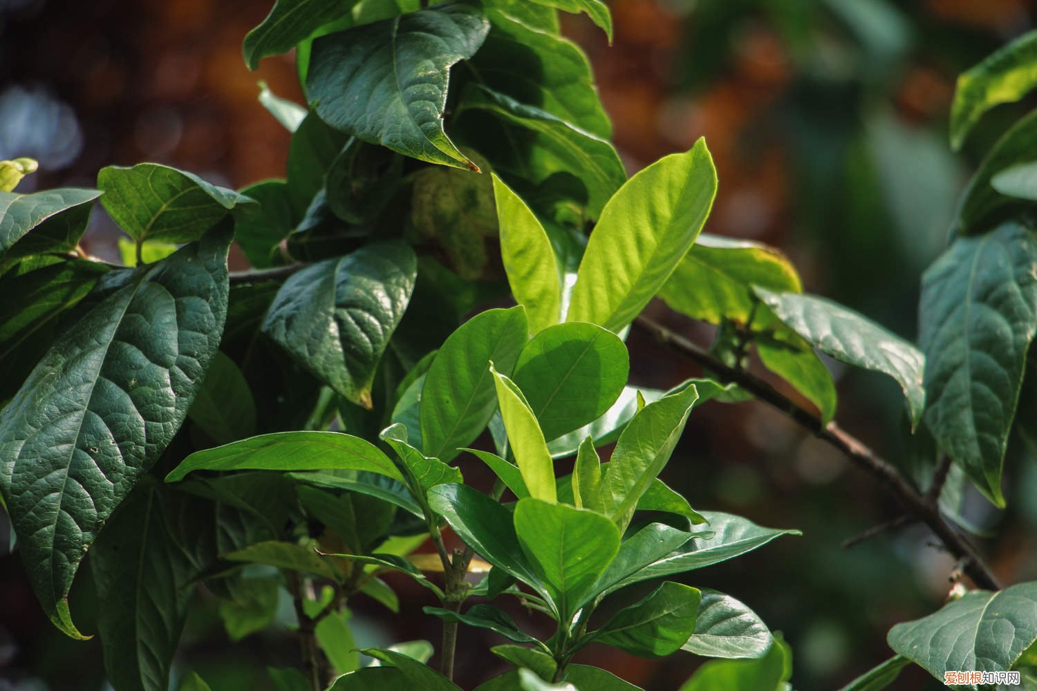 新买的栀子花怎么养才能开花? 新买的栀子花怎么养