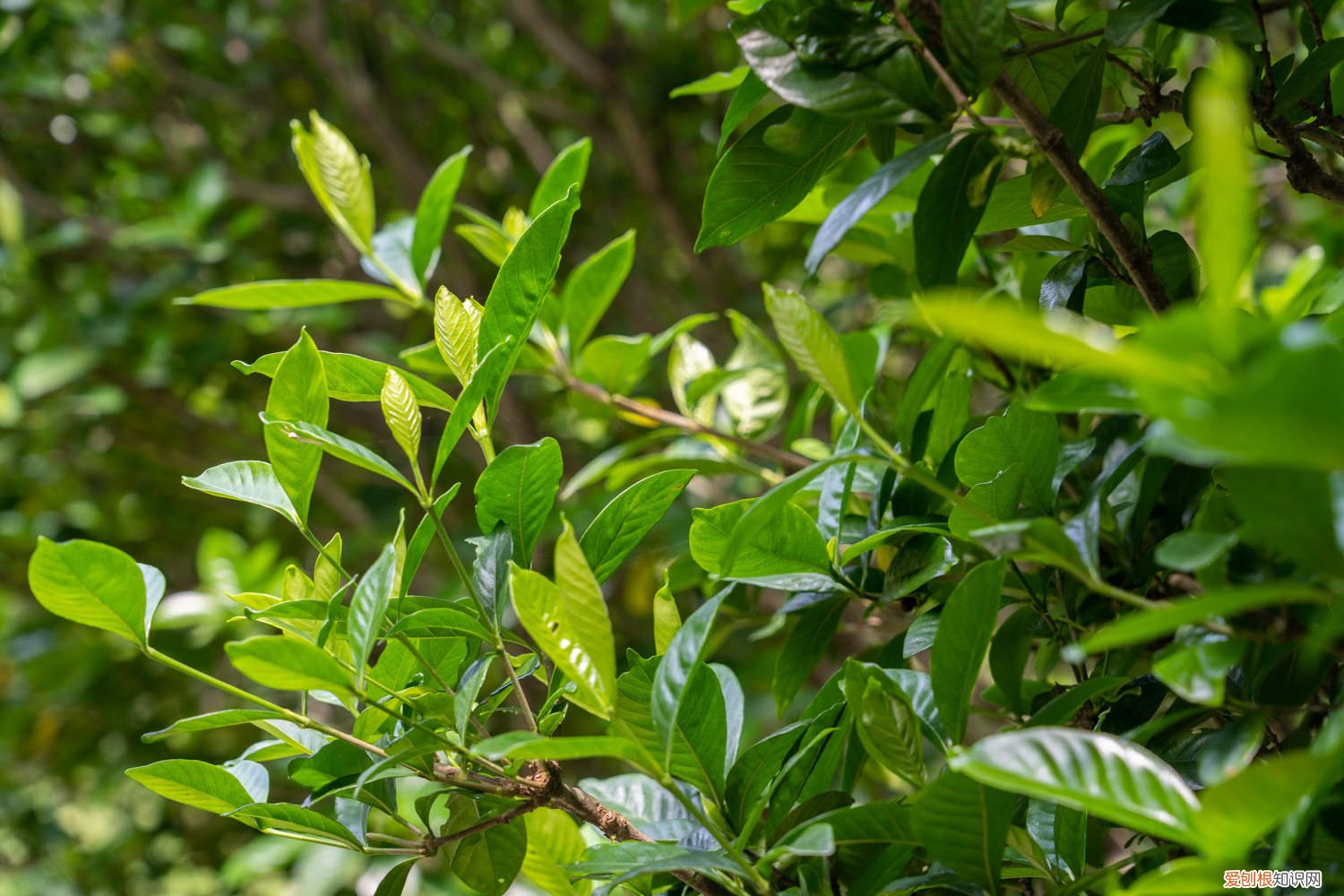 新买的栀子花怎么养才能开花? 新买的栀子花怎么养