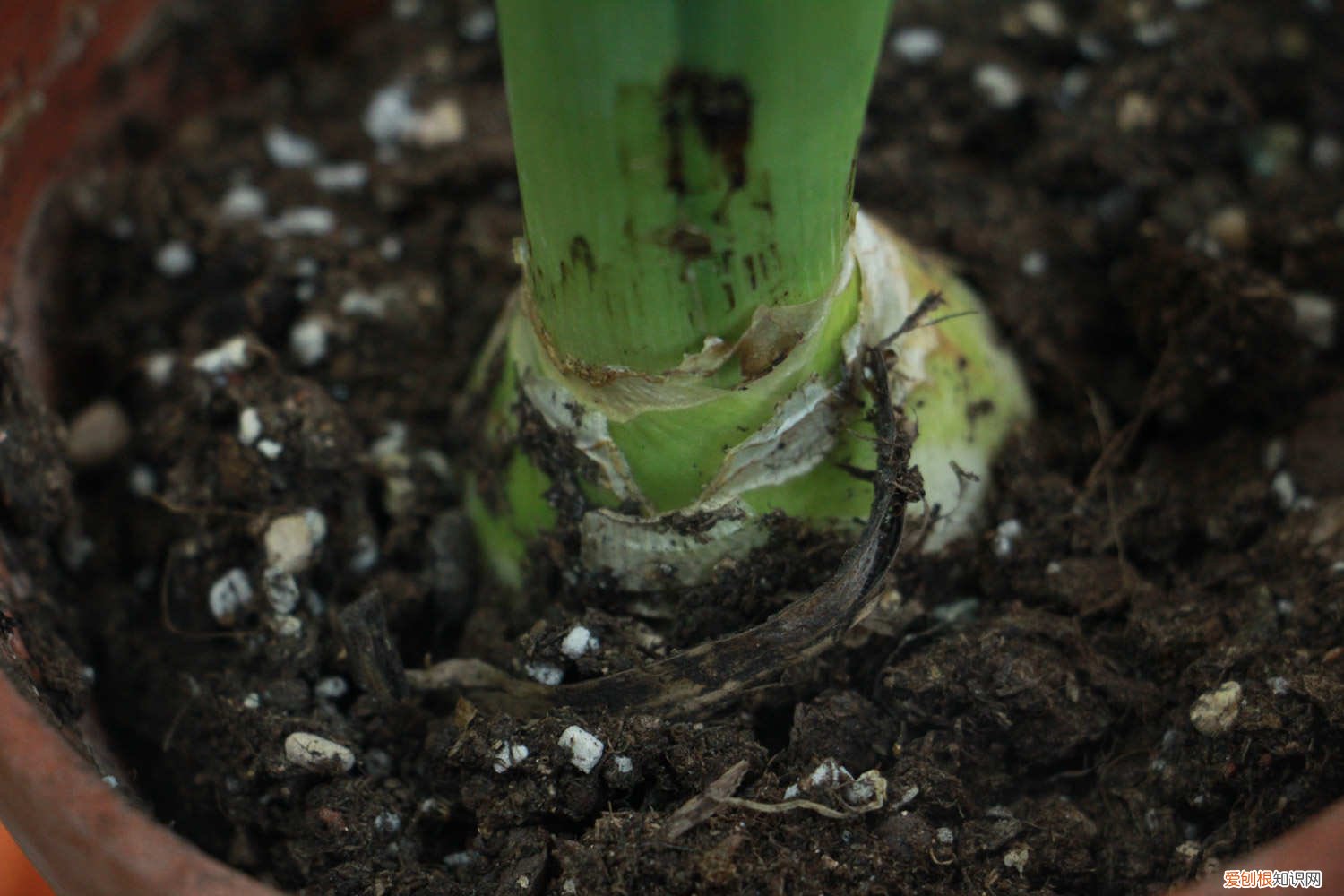 刚买回来的风信子怎么养 新买的风信子怎么养