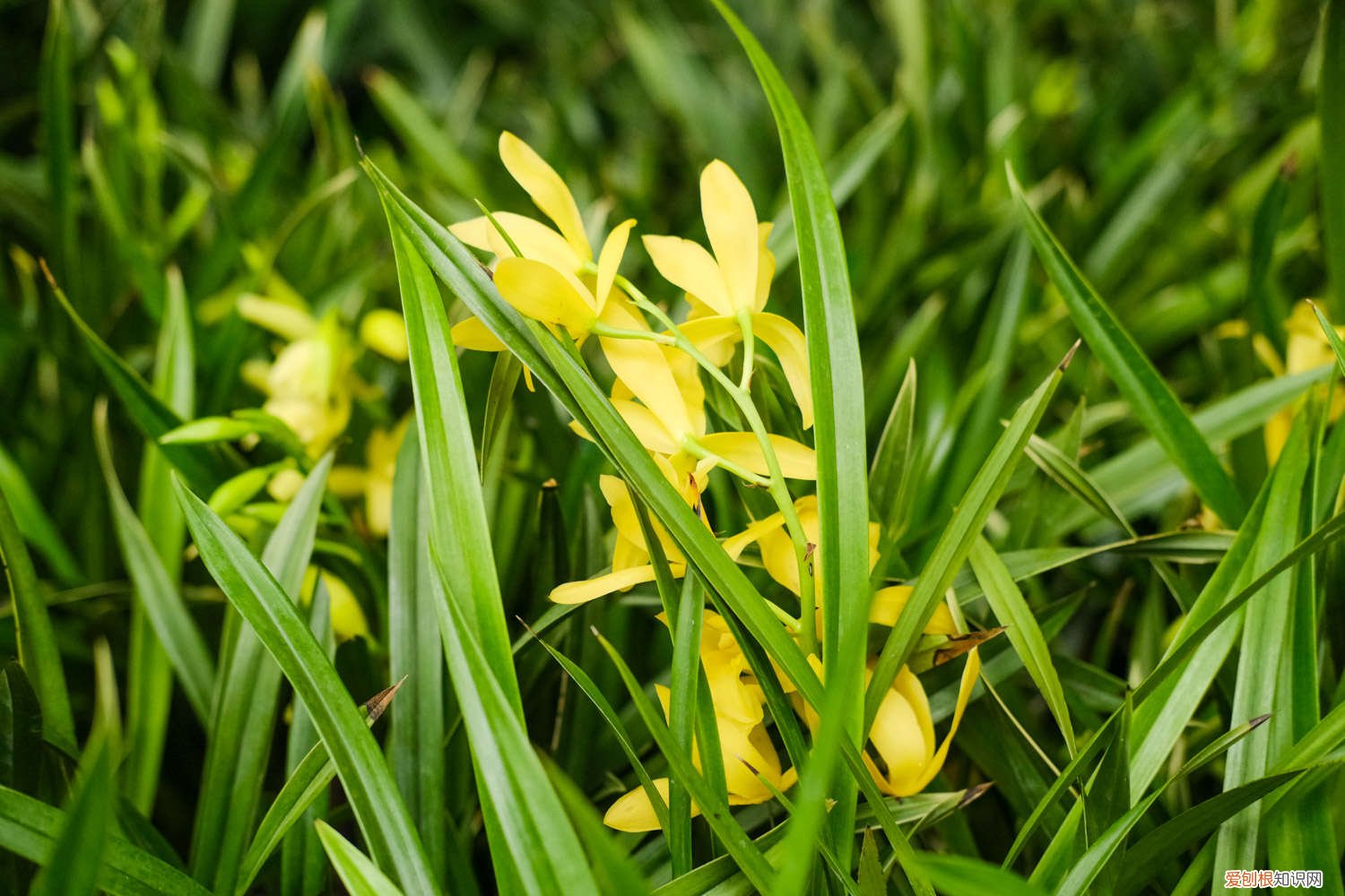 新买回的兰花怎么处理 兰花刚买回来怎么处理