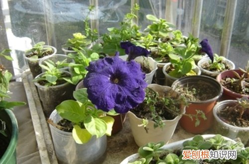 图 冬天怎么给花做个暖房 不花钱又实用的暖房方案看这里