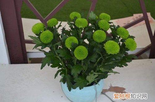 图 乒乓菊怎么过冬 乒乓菊冬天怎么养