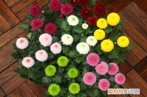 图 乒乓菊怎么过冬 乒乓菊冬天怎么养
