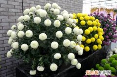 图 乒乓菊怎么过冬 乒乓菊冬天怎么养