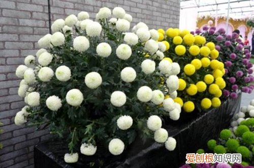 图 乒乓菊怎么过冬 乒乓菊冬天怎么养