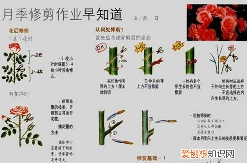 图 月季冬天怎么养 月季花冬季的修剪方法和注意事项