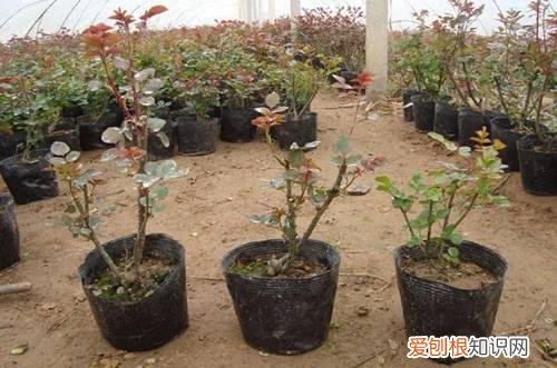 图 月季冬天怎么养 月季花冬季的修剪方法和注意事项