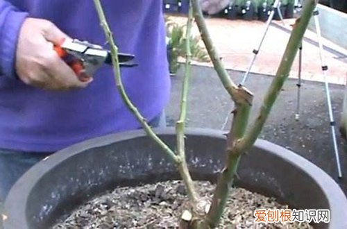 图 月季冬天怎么养 月季花冬季的修剪方法和注意事项