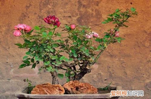 图 月季冬天怎么养 月季花冬季的修剪方法和注意事项