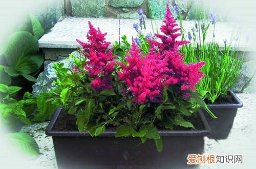 图 落新妇怎么养 落新妇的养殖方法和注意事项