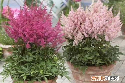 图 落新妇怎么养 落新妇的养殖方法和注意事项