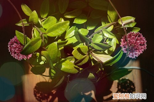 图 球兰如何过冬 球兰冬天的养殖方法和注意事项