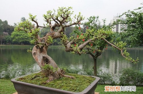 图 什么盆栽可以过冬 可以过冬的盆栽有哪些