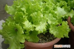 图 什么盆栽可以过冬 可以过冬的盆栽有哪些