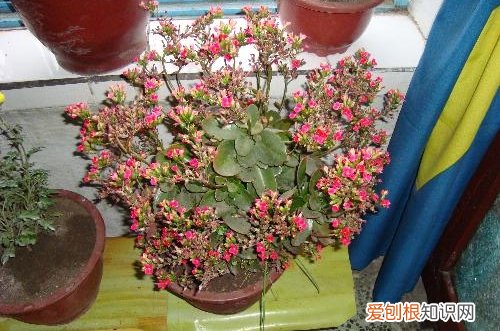 图 落地生根冬天怎么养 落地生根冬天的养殖方法和注意事项