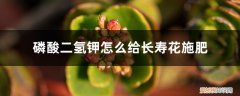长寿花可以用磷酸二氢钾肥吗 磷酸二氢钾怎么给长寿花施肥，施肥技巧