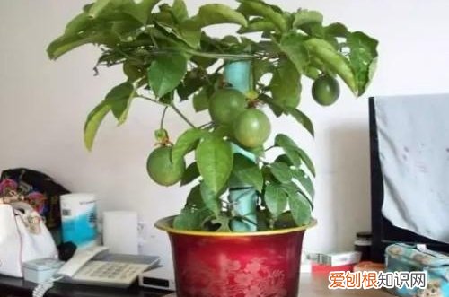 图 盆栽百香果如何过冬 盆栽百香果冬天的养殖方法和注意事项