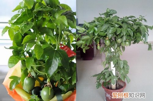 图 盆栽百香果如何过冬 盆栽百香果冬天的养殖方法和注意事项