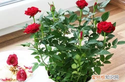 图 迷你玫瑰怎么修剪 迷你玫瑰的修剪方法和注意事项