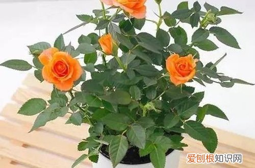 图 迷你玫瑰怎么修剪 迷你玫瑰的修剪方法和注意事项