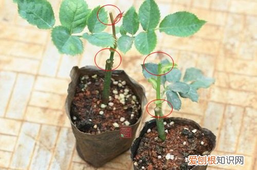 图 迷你玫瑰怎么修剪 迷你玫瑰的修剪方法和注意事项