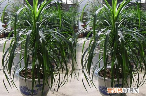 图 龙铁怕阳光吗 在院子里养好吗