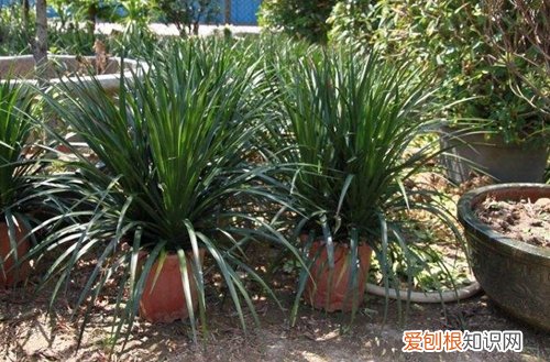 图 龙铁怕阳光吗 在院子里养好吗