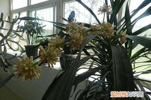 图 龙铁怕阳光吗 在院子里养好吗