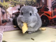 龙猫品种有哪些，龙猫的品种价格排行榜大型