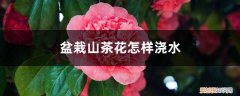 山茶花怎样浇水怎样养殖 盆栽山茶花怎样浇水，用什么土最好