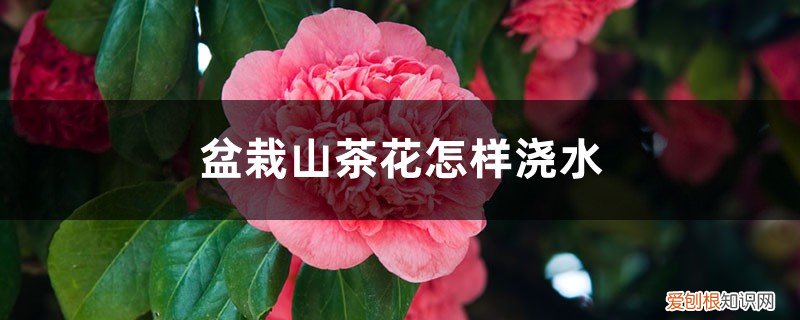 山茶花怎样浇水怎样养殖 盆栽山茶花怎样浇水,用什么土最好