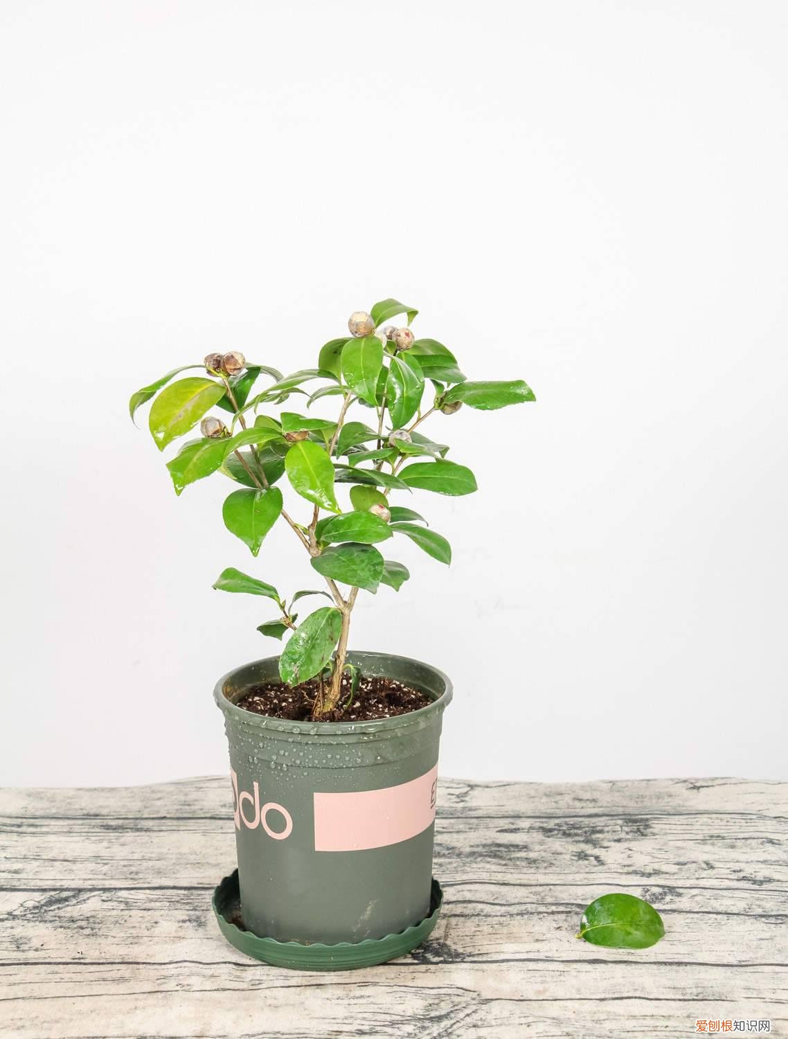 山茶花的养殖与修剪 盆栽山茶花怎么修剪，什么时候修剪
