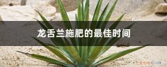 龙舌兰施什么肥料好 龙舌兰施肥的最佳时间，龙舌兰施肥方法