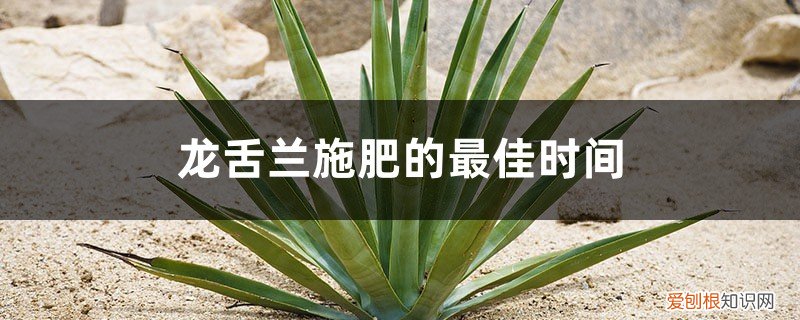龙舌兰施什么肥料好 龙舌兰施肥的最佳时间，龙舌兰施肥方法