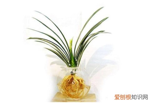 图 水培君子兰怎么养 水培君子兰的养殖方法和注意事项