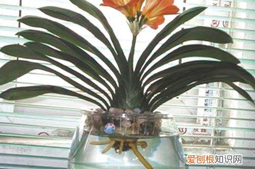图 水培君子兰怎么养 水培君子兰的养殖方法和注意事项