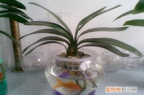 图 水培君子兰怎么养 水培君子兰的养殖方法和注意事项