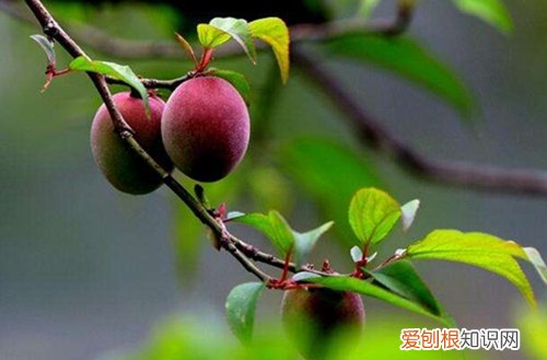 图 梅花什么时候长叶子 梅花不长叶子怎么办