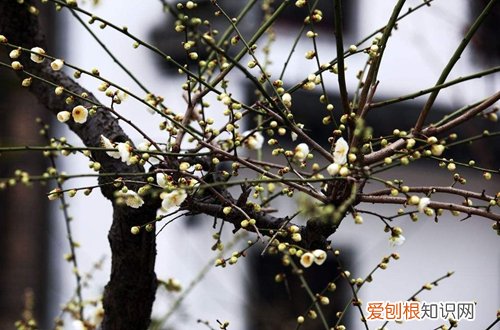 图 梅花什么时候长叶子 梅花不长叶子怎么办