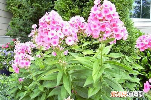 图 福禄考怎么养 福禄考的养殖方法和注意事项