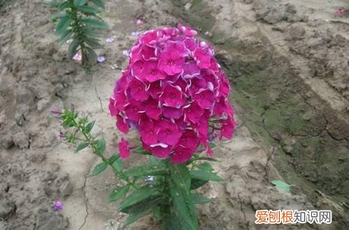 图 福禄考怎么养 福禄考的养殖方法和注意事项