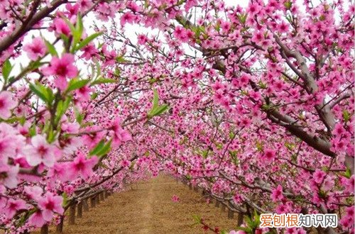 图 桃花怎么养 桃花的养殖方法和注意事项