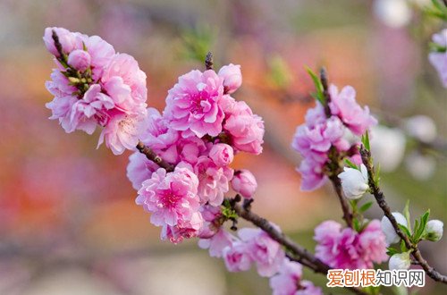 图 桃花怎么养 桃花的养殖方法和注意事项