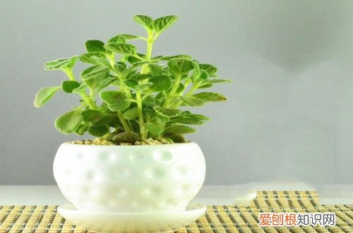 图 碰碰香怎么养 碰碰香的养殖方法和注意事项
