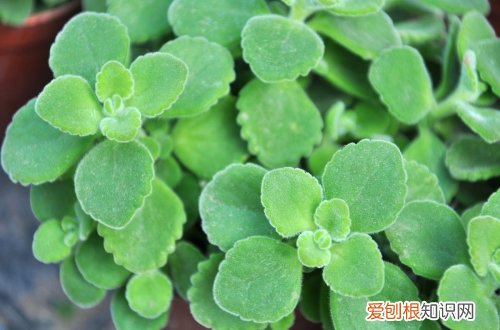 图 碰碰香怎么养 碰碰香的养殖方法和注意事项