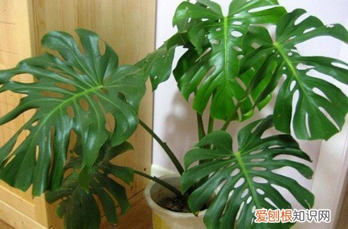 图 怎样让龟背竹壮实起来(如何让龟背竹向上生长)
